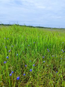 Embracing the beauty of nature with the stunning Kakkapoovu blue flower! 