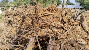 A tree stands tall in a dirt pile, its roots visibly spreading out into the surrounding soil.