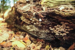 View larger photo: A cluster of tiny mushrooms grows under a fallen log, surrounded by autumn leaves. The scene captures the subtle details of the forest floor, with the earthy tones and warm light creating a peaceful, natural atmosphere.