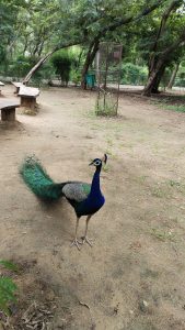 View larger photo: A peacock standing on a dirt surface in a park with lush green trees in the background. 