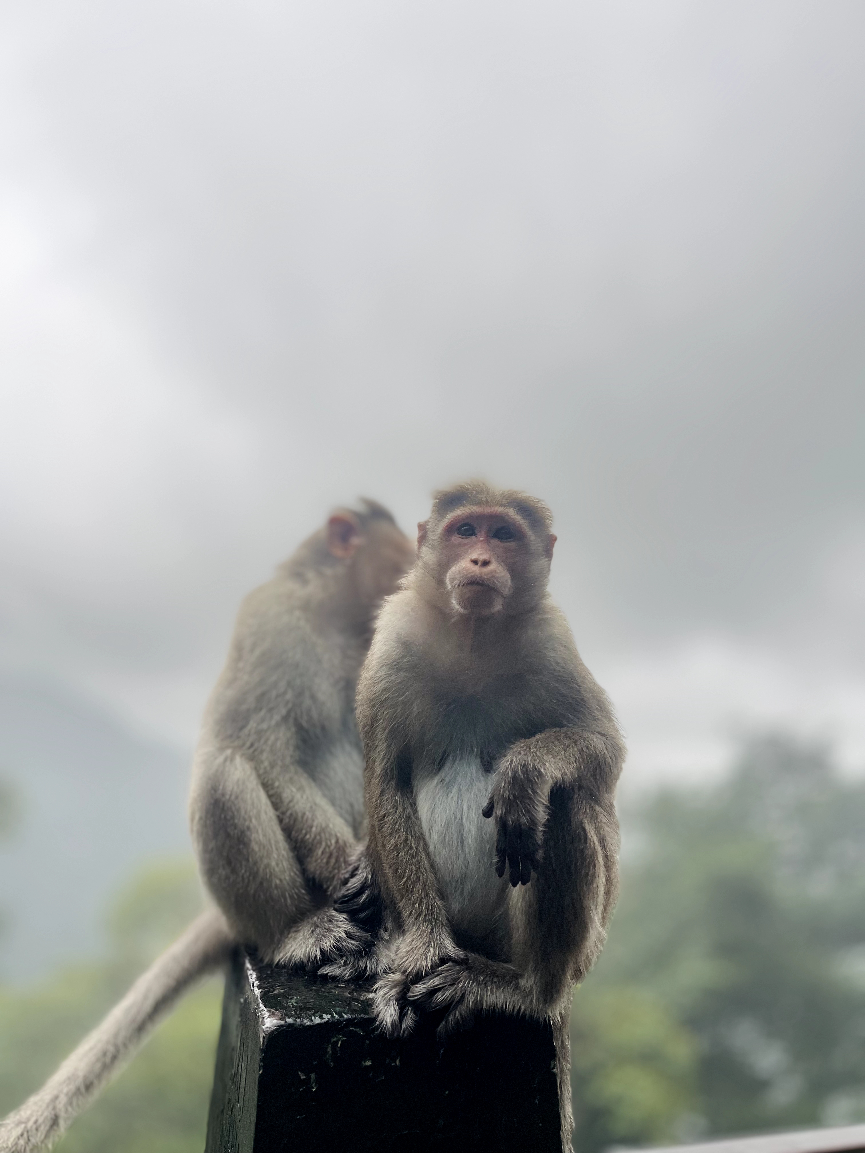 Monkey perched on a pillar, with a friend in the blurred background, adding to the calm scene.