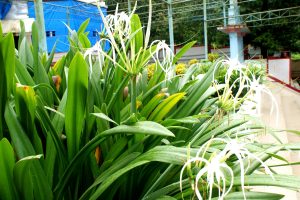 A stunning close-up of a white lily plant, showcasing its delicate blossoms in full bloom.