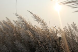 Grasses swaying in the breeze backlit by the sun.