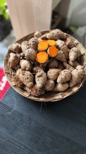 Yellow saffron turmeric sticks in basket, farm Location Amreli, Gujarat 