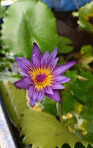 View larger photo: Serene water lily floating gracefully in a calm pond