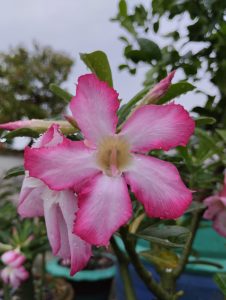 Desert Rose (Adenium obesum)