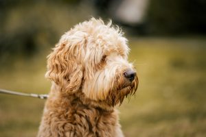 View larger photo: A portrait photo of a Labradoodle in a Dutch park