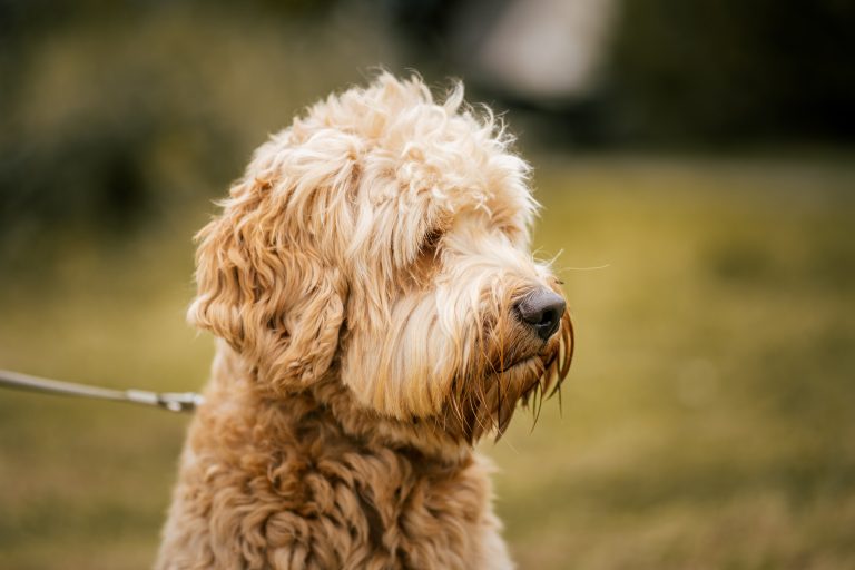 A portrait photo of a Labradoodle in a Dutch park