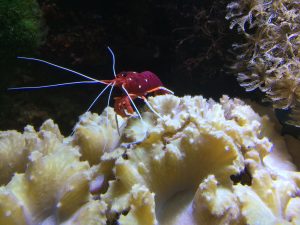 View larger photo: A small red shrimp sitting on top of a white anemone. The shrimp has long white antenna.