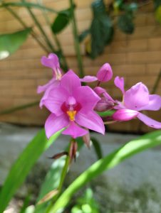 View larger photo: Spathoglottis plicata also known as the purple orchid with its vibrant and elegant blooms.