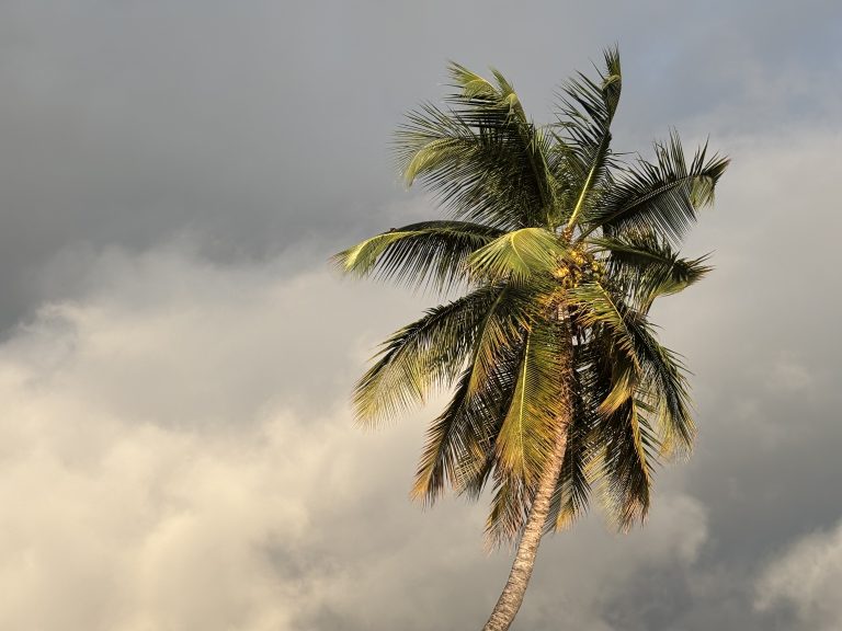 A tall coconut palm tree with lush green fronds stands against the wind in a cloudy sky, with light illuminating the leaves.