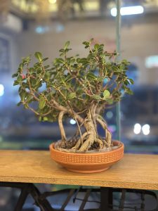 Flowering Bonsai Tree