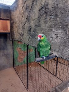 A lone parrot perched on a pet station.