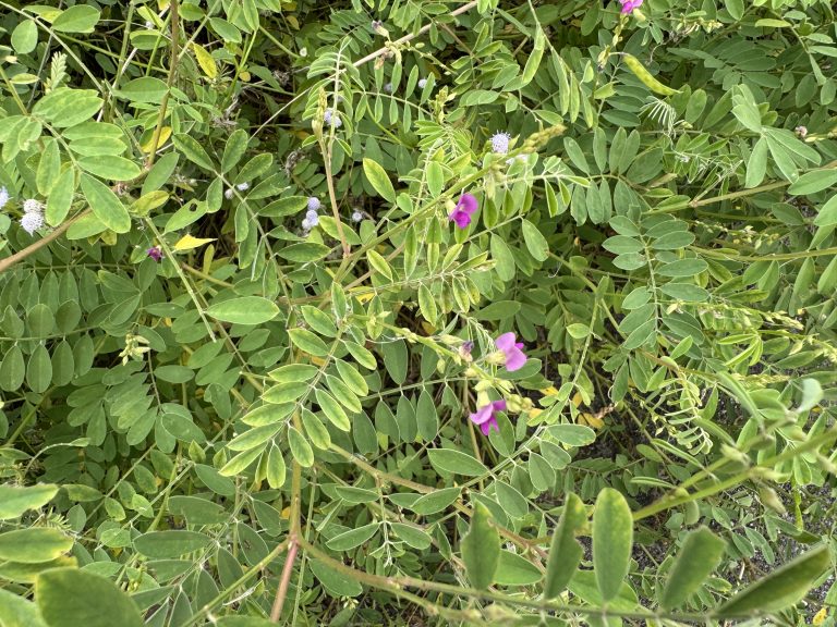 Dense green foliage of compound-leaved plants interspersed with small pink flowers and white flower heads in a natural, wild setting.