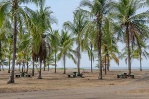 Beach in Costa Rica with a peaceful landscape, dominated by several tall, leafy palm trees covering an area of ??dry land, with brown hues. In the background, you can see the ocean under a clear sky.
Playa en Costa Rica con un paisaje tranquilo, dominado por varias palmeras altas y frondosas que cubren un área de tierra seca, con tonalidades marrones. En el fondo, se puede ver el océano bajo un cielo claro.