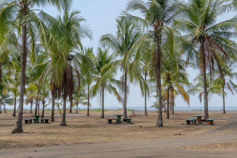 Beach in Costa Rica with a peaceful landscape, dominated by several tall, leafy palm trees covering an area of ??dry land, with brown hues. In the background, you can see the ocean under a clear sky.
Playa en Costa Rica con un paisaje tranquilo, dominado por varias palmeras altas y frondosas que cubren un área de tierra seca, con tonalidades marrones. En el fondo, se puede ver el océano bajo un cielo claro.