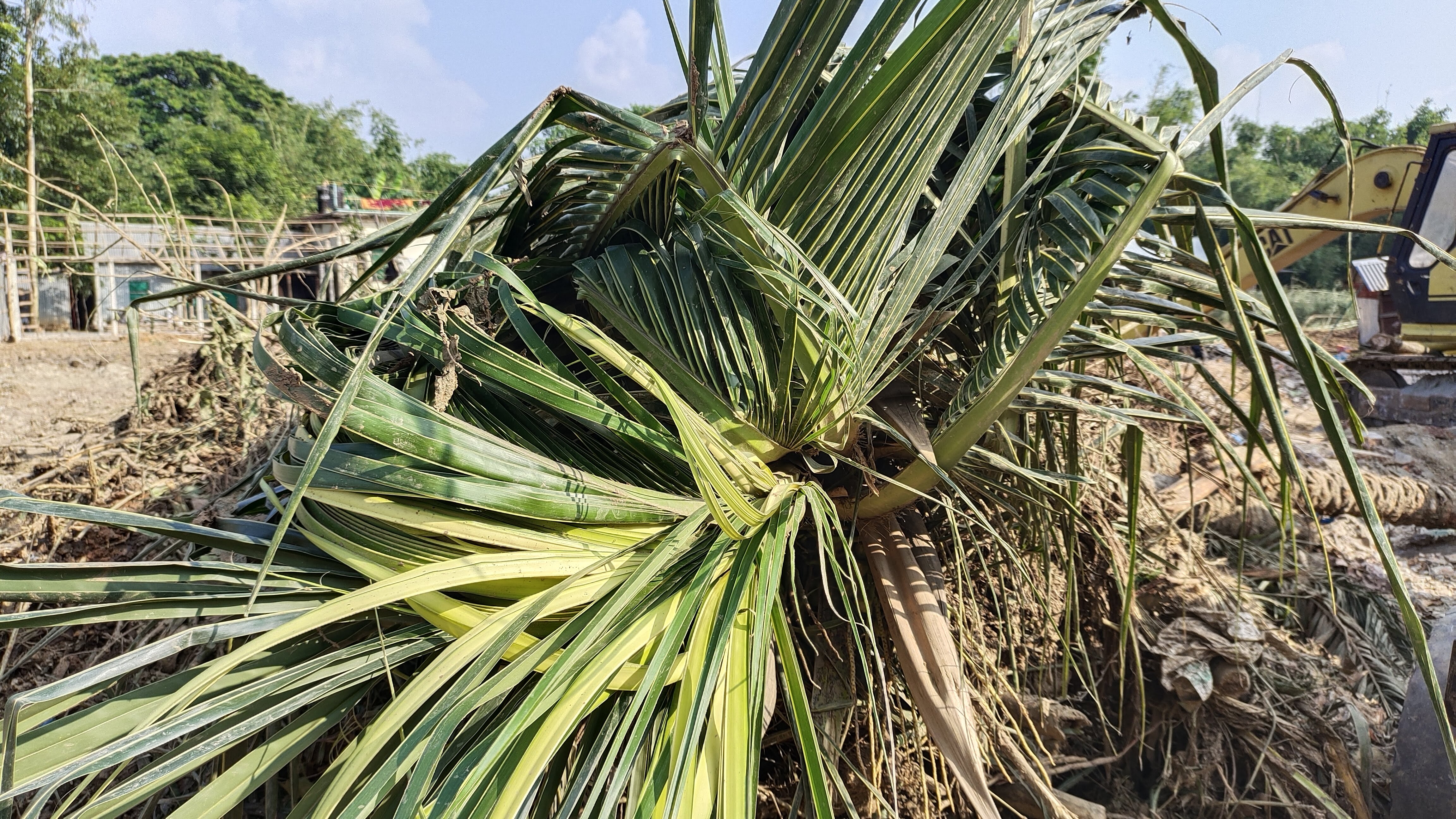 A large coconut palm tree showcasing its vibrant green leaves and sprawling branches against a clear sky.