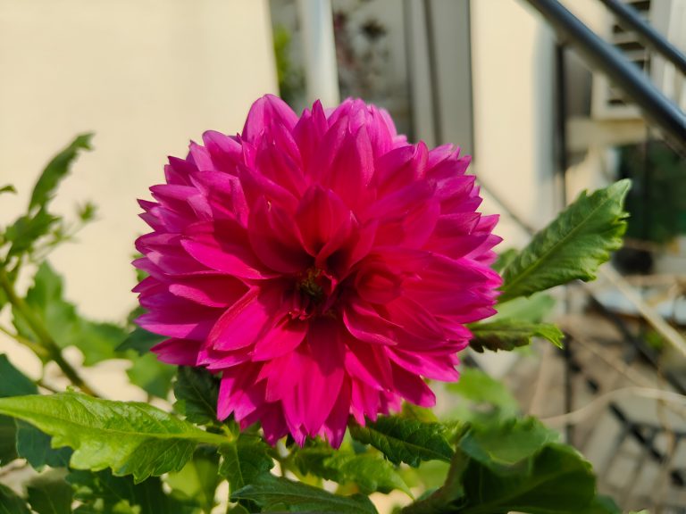 Pink dahlia flower garden with blur background