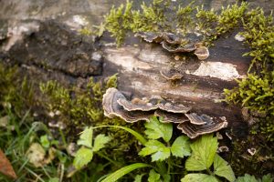 Fungi grow along the side of a fallen, moss-covered log in the forest. The layered mushrooms, with their intricate, wavy patterns, are nestled among green plants and moist earth, capturing the natural decay and life cycle in the woodland.