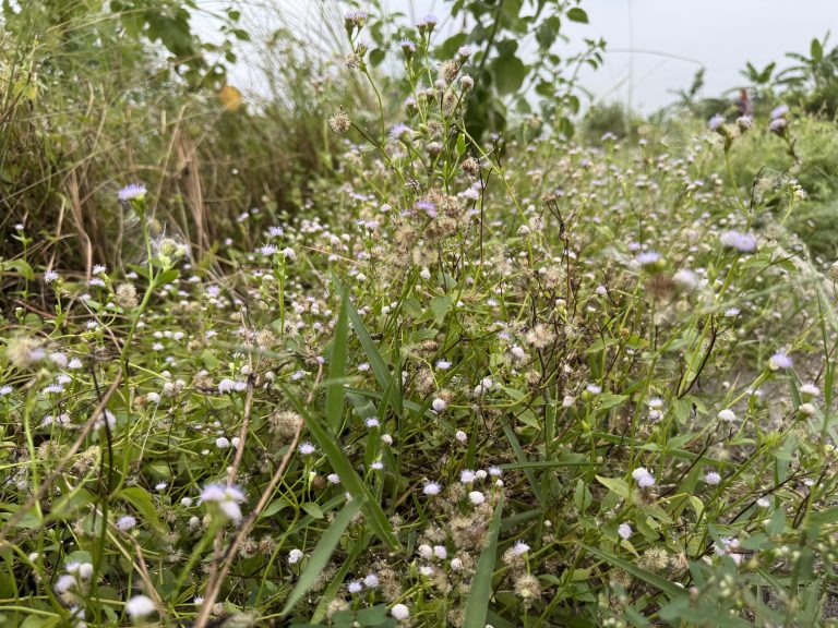 A vibrant field filled with small white wildflowers swaying gently in the breeze under a clear blue sky.