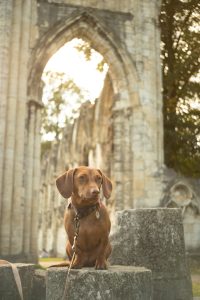 A brown dachshund sits on a stone ledge in front of ancient stone ruins with a large arched window. The sunlight shines through the arch, casting a warm glow over the scene, while the dog looks off thoughtfully into the distance.