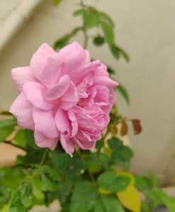 Beautiful rose from home garden