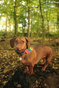 View larger photo: A dachshund stands proudly on a tree stump, wearing a colourful rainbow bandana. The warm light of the autumn forest creates a golden backdrop, with fallen leaves scattered across the forest floor, giving the scene a cosy and serene feel.