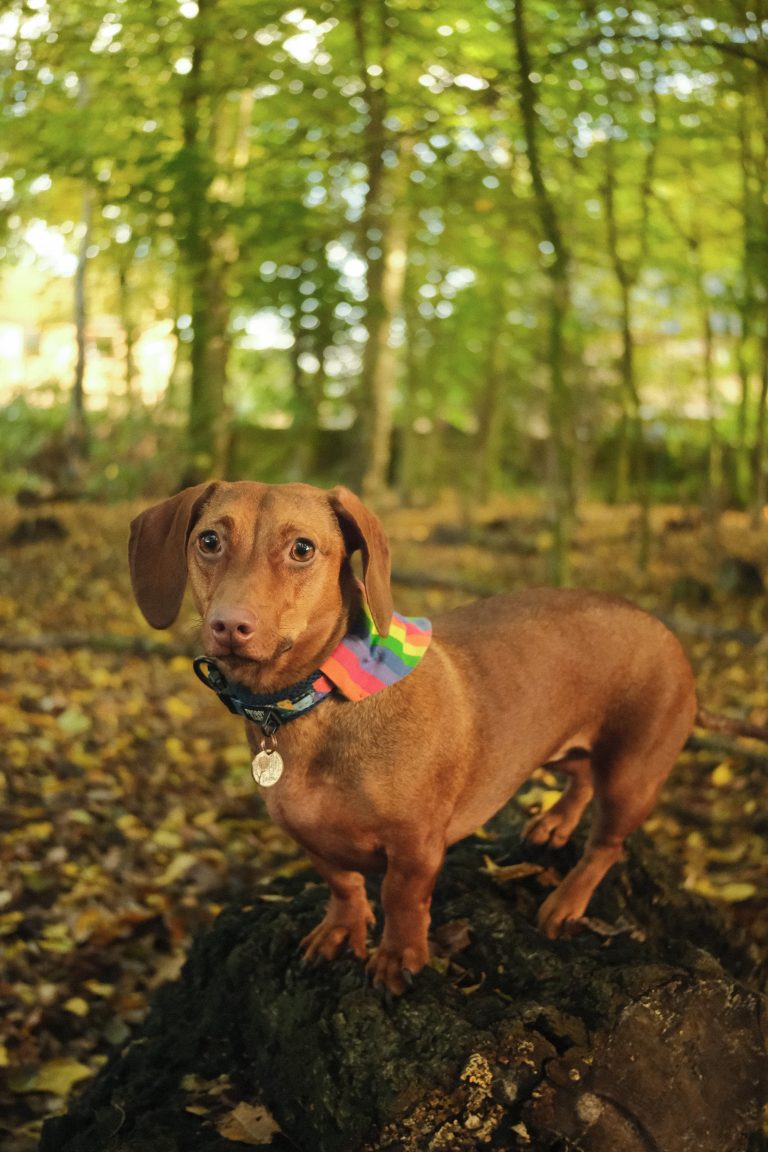 A dachshund stands proudly on a tree stump, wearing a colourful rainbow bandana. The warm light of the autumn forest creates a golden backdrop, with fallen leaves scattered across the forest floor, giving the scene a cosy and serene feel.