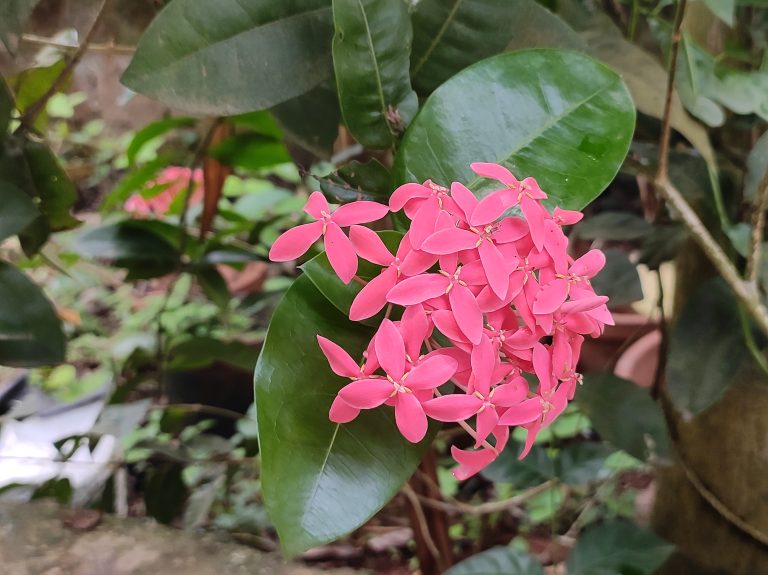 Ixora coccinea pink colour flowers with leaves in background