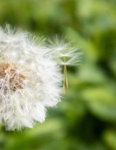 A close-up of a delicate dandelion puff with several seeds beginning to float away. The white, feathery strands stand out against a soft, blurred green background, capturing a moment of nature in motion.