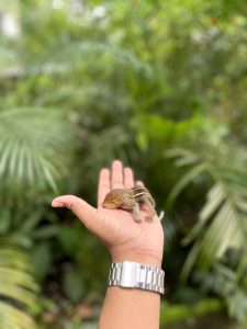 Baby Squirrel in hand 