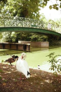 View larger photo: A white goose stands near the edge of a pond with other ducks in the background. A green wrought iron bridge arches over the pond, surrounded by dense greenery on a bright, sunny day.