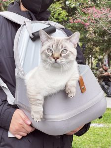 View larger photo: A grey cat being carried in a light grey backpack on the front of a person wearing a dark jacket. There are flowering trees in the background.