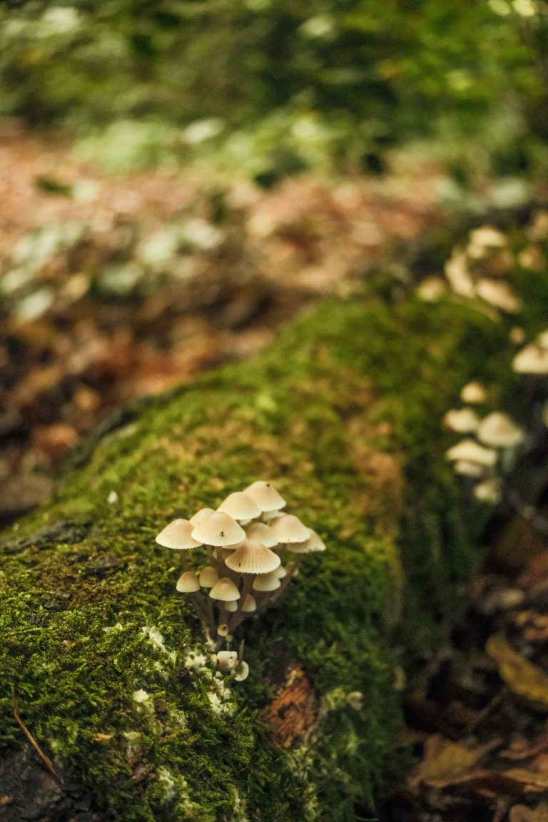 A cluster of delicate mushrooms grows on a fallen, moss-covered log deep in the forest. The soft, earthy hues of the fungi and moss contrast with the darker, blurred woodland in the background, capturing a quiet and serene moment in nature.