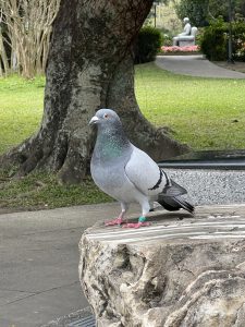 View larger photo: A banded pigeon sits on a tree stump in Taipei. There is a walkway leading to a statue in the background.