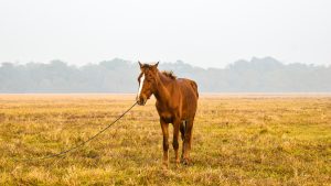 View larger photo: A brown horse with a white facial marking is standing in a grassy field. A rope is attached to its halter, leading to the ground.