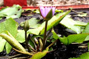 View larger photo: A delicate lotus bud ready to bloom, symbolizing purity and new beginnings.