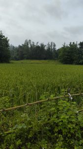 Green field with sky-blue background uploaded during Wordcamp Kerala 2024 contributor day