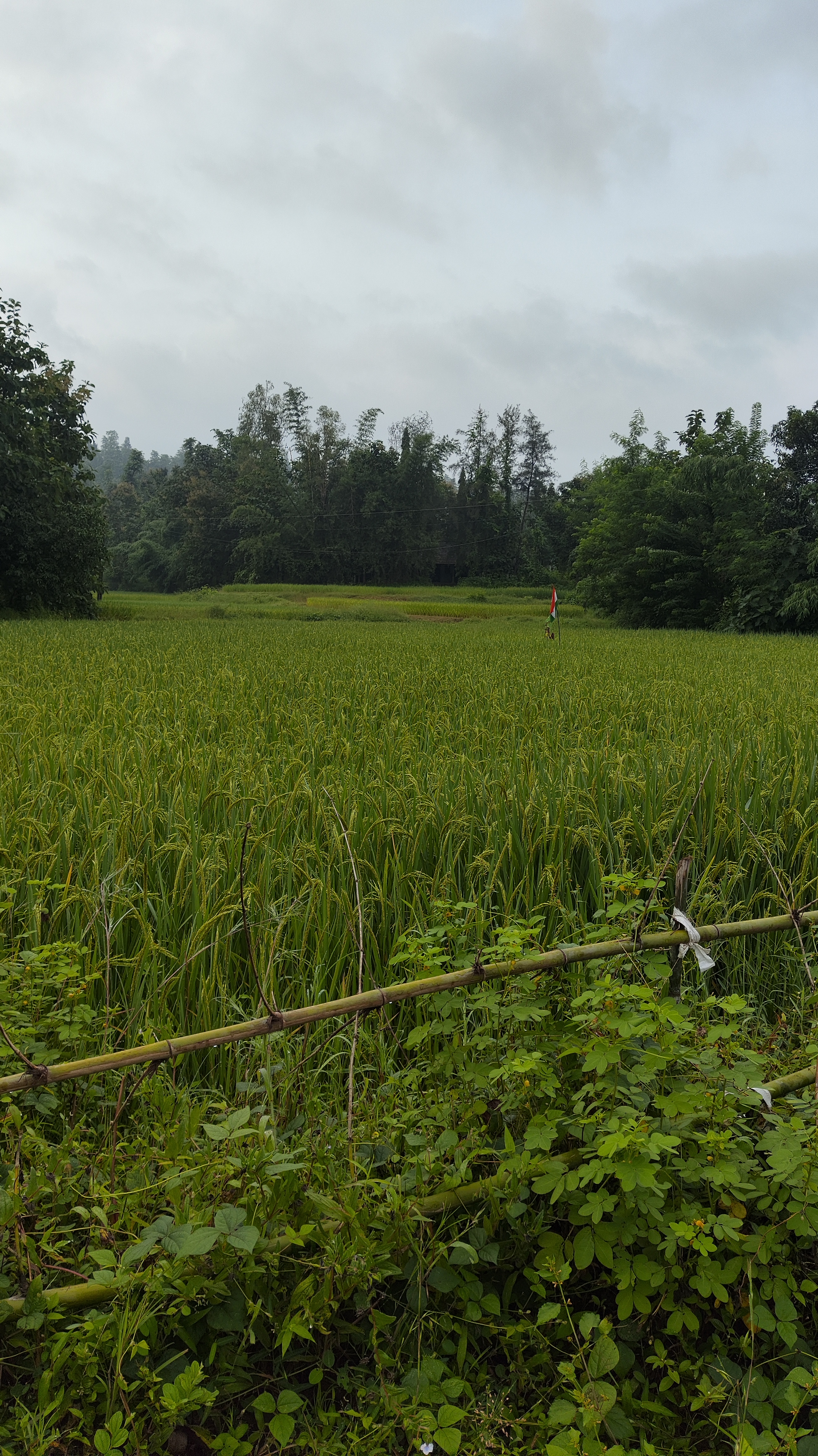 Green field with sky-blue background uploaded during Wordcamp Kerala 2024 contributor day