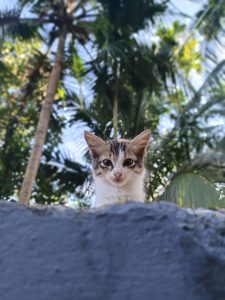 A tabby kitten with big, curious eyes peeks over a wall