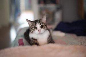 View larger photo: A tabby and white cat with large eyes is lying on a bed, looking directly at the camera.