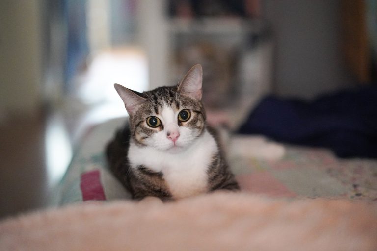 A tabby and white cat with large eyes is lying on a bed, looking directly at the camera.