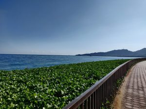 A scenic coastal view with the ocean on the left and a green, leafy area separated by a metal railing on the right. A paved walkway curves along the greenery, leading toward distant mountains under a clear blue sky.Dibba Al-Fujairah - Fujairah - United Arab Emirates