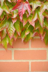 Green and red ivy leaves hang over a red brick wall, creating a contrast between the glossy foliage and the neat brick pattern. The leaves shift in colour, ranging from vibrant green to deep red.