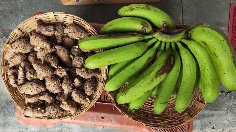 Yellow turmeric sticks and green banana