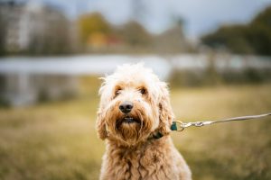 A portrait photo of a Labradoodle next to a Dutch lake