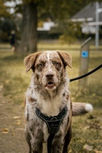 Portrait photo of an australian shephard dog