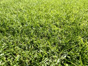 Closeup photo of green grass.