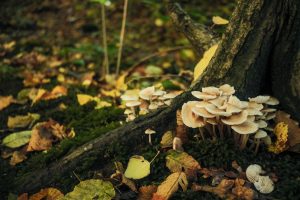 A cluster of pale mushrooms grows at the base of a tree, nestled amongst fallen autumn leaves. The rich greens and earthy tones of the forest floor contrast with the delicate fungi, creating a peaceful, woodland scene.