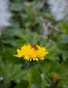 A bee gathers nectar from a bright yellow dandelion in full bloom. The flower stands tall against a backdrop of green, leafy foliage, creating a natural and serene setting.